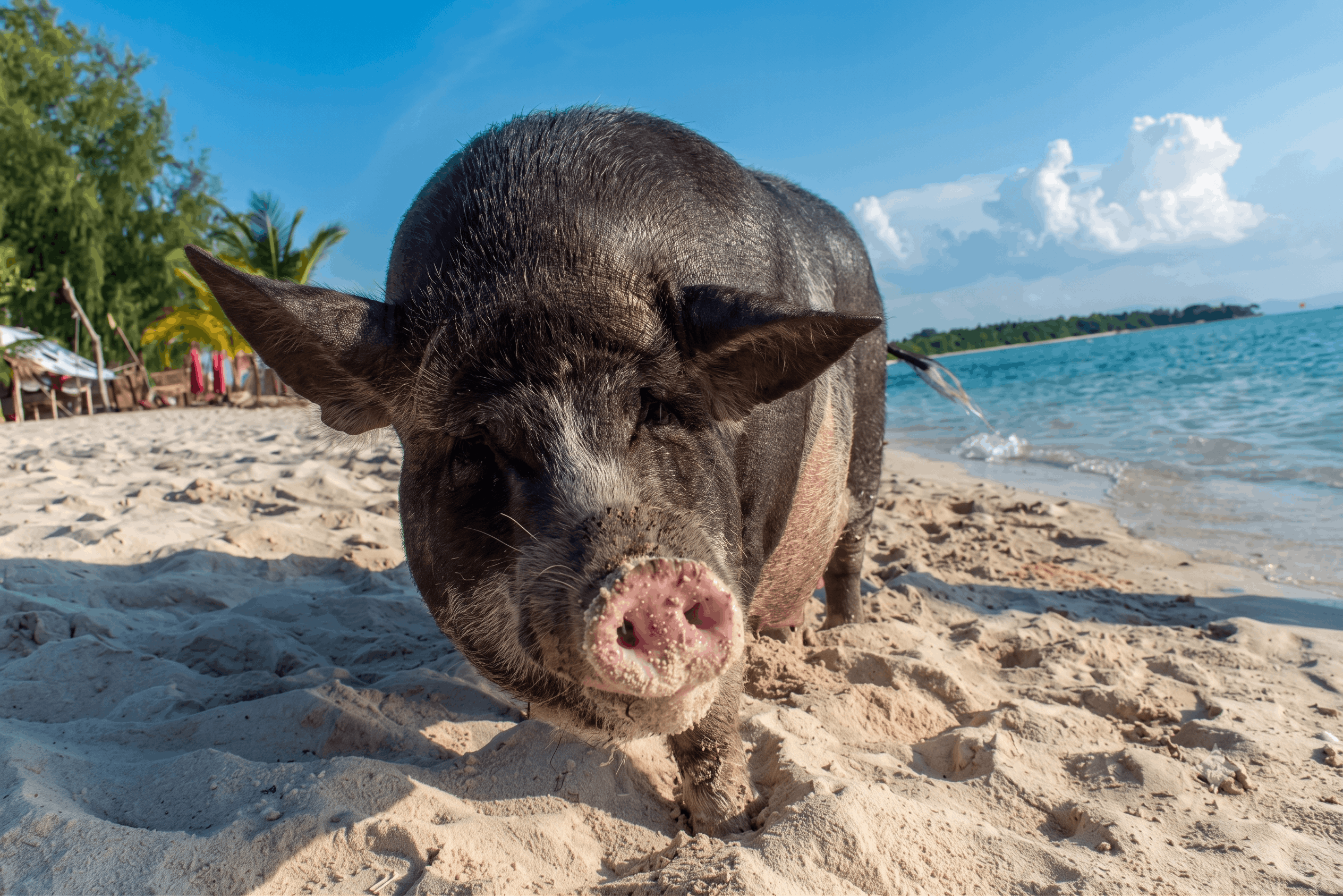 Koh Madsum (Pig Island)