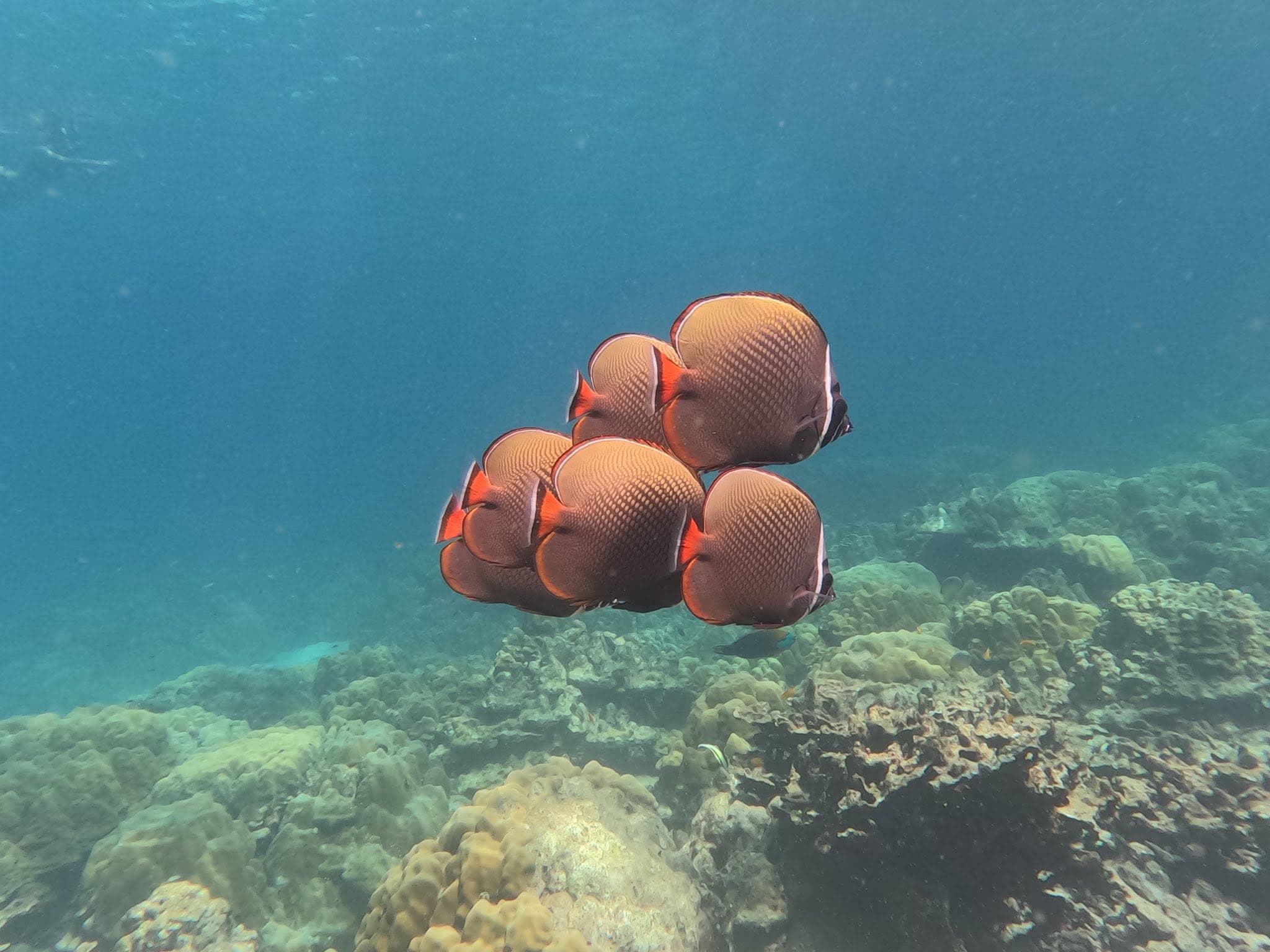 Koh Rok & Koh Haa Speedboat Snorkeling Tour From Koh Lanta - Photo 1