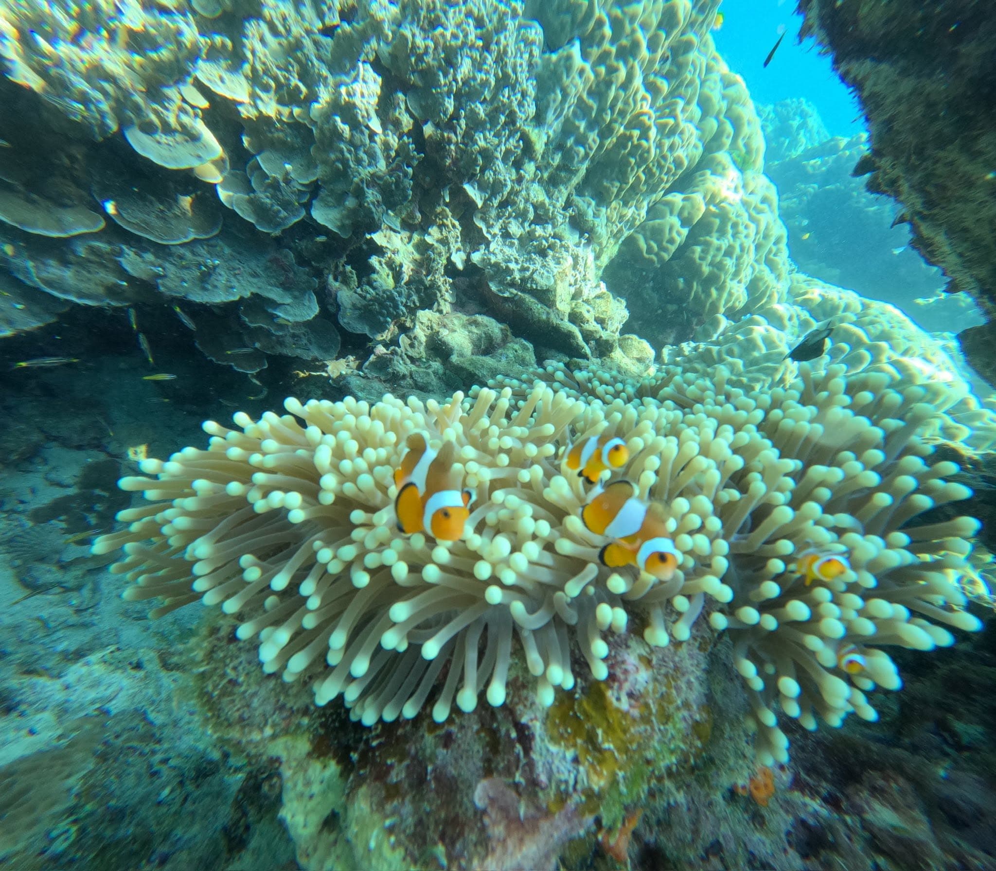 Koh Rok & Koh Haa Speedboat Snorkeling Tour From Koh Lanta - Photo 3