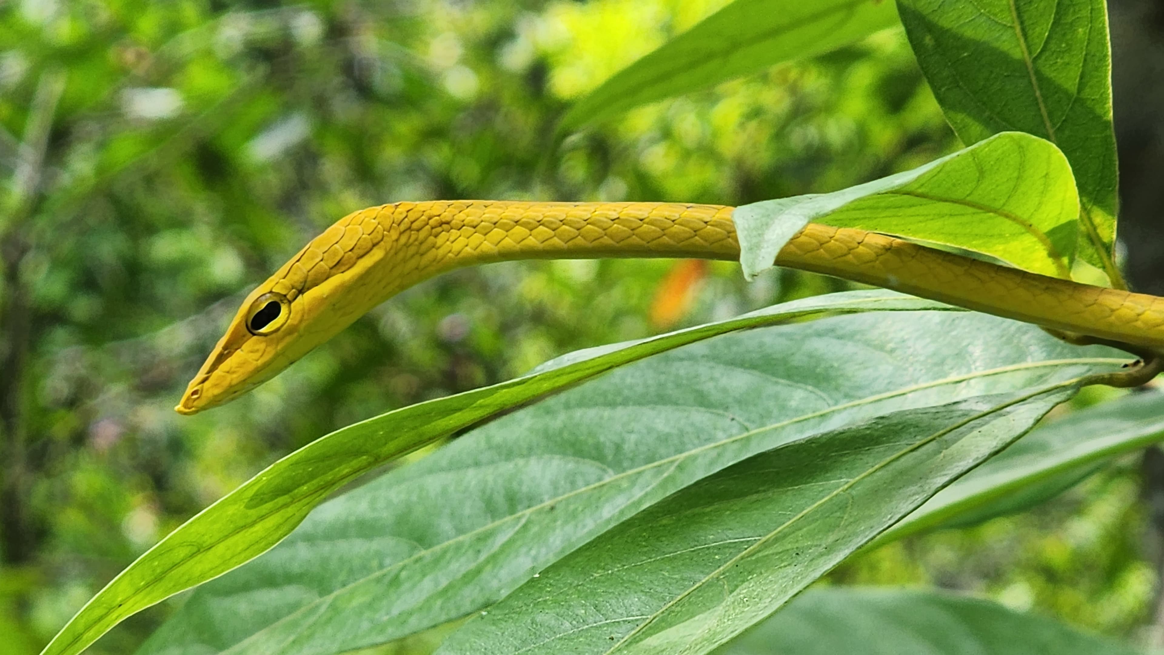 Private Tour with Local Guide in Khao Yai National Park from Pak Chong - Photo 1